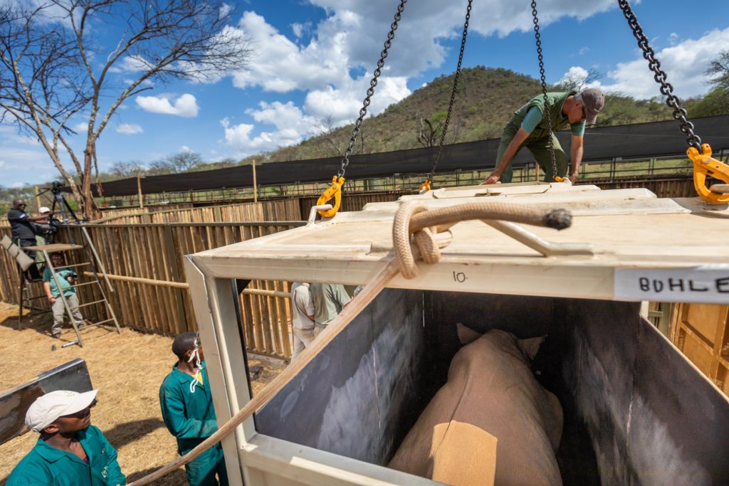 Groundbreaking Relocation of Nine Critically Endangered Black Rhino from South Africa to Singita Grumeti in Tanzania