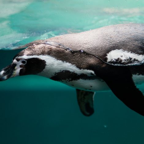 Penguin Swimming Pool