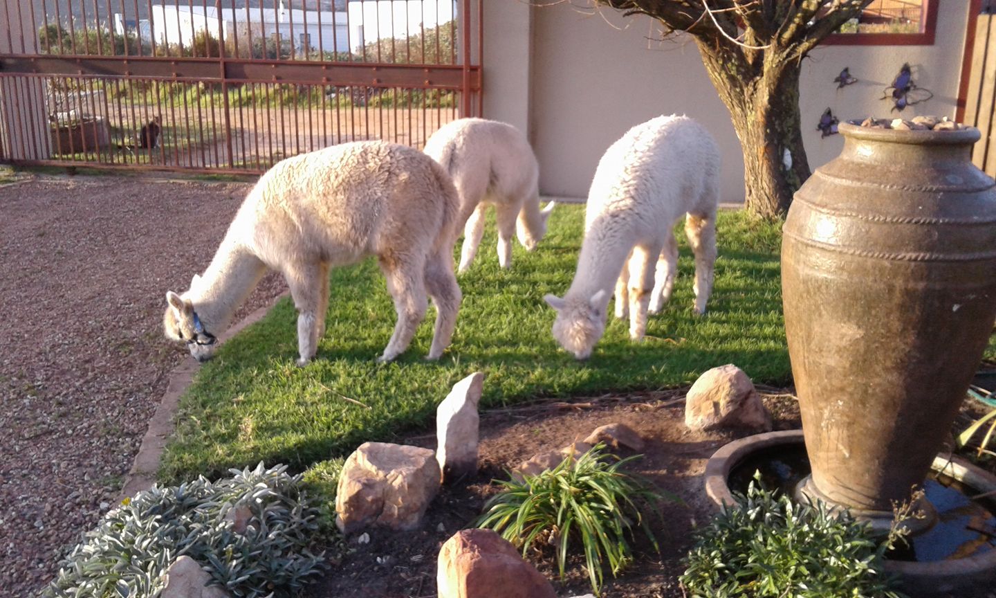 Photos: Alpacas in Pringle Bay raise money for SA's Fire Brigade!