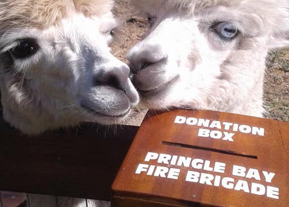 Photos: Alpacas in Pringle Bay raise money for SA's Fire Brigade!