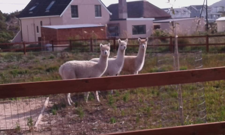 Photos: Alpacas in Pringle Bay raise money for SA's Fire Brigade!