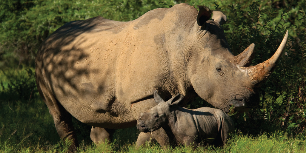 Orphanage How to support Rhino conservation this World Rhino Day