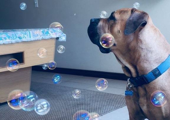 Aero - 5 weeks later - Joburg community work together to reunite lost pup with family!
