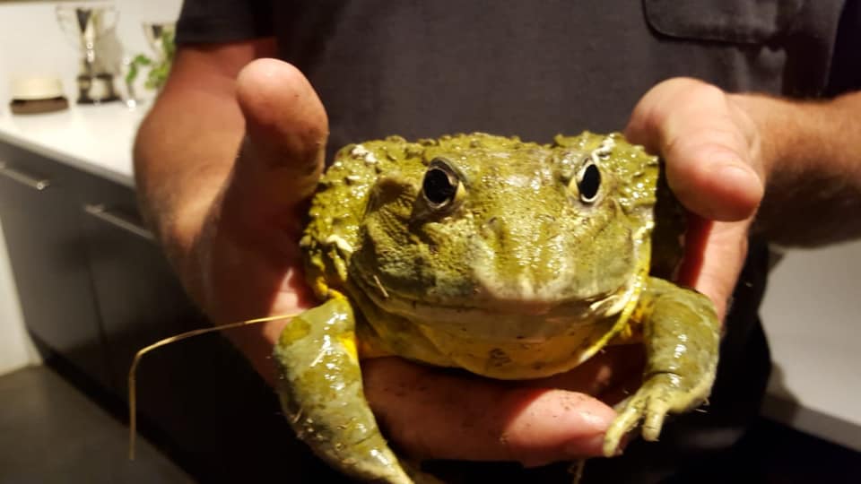 bullfrogs