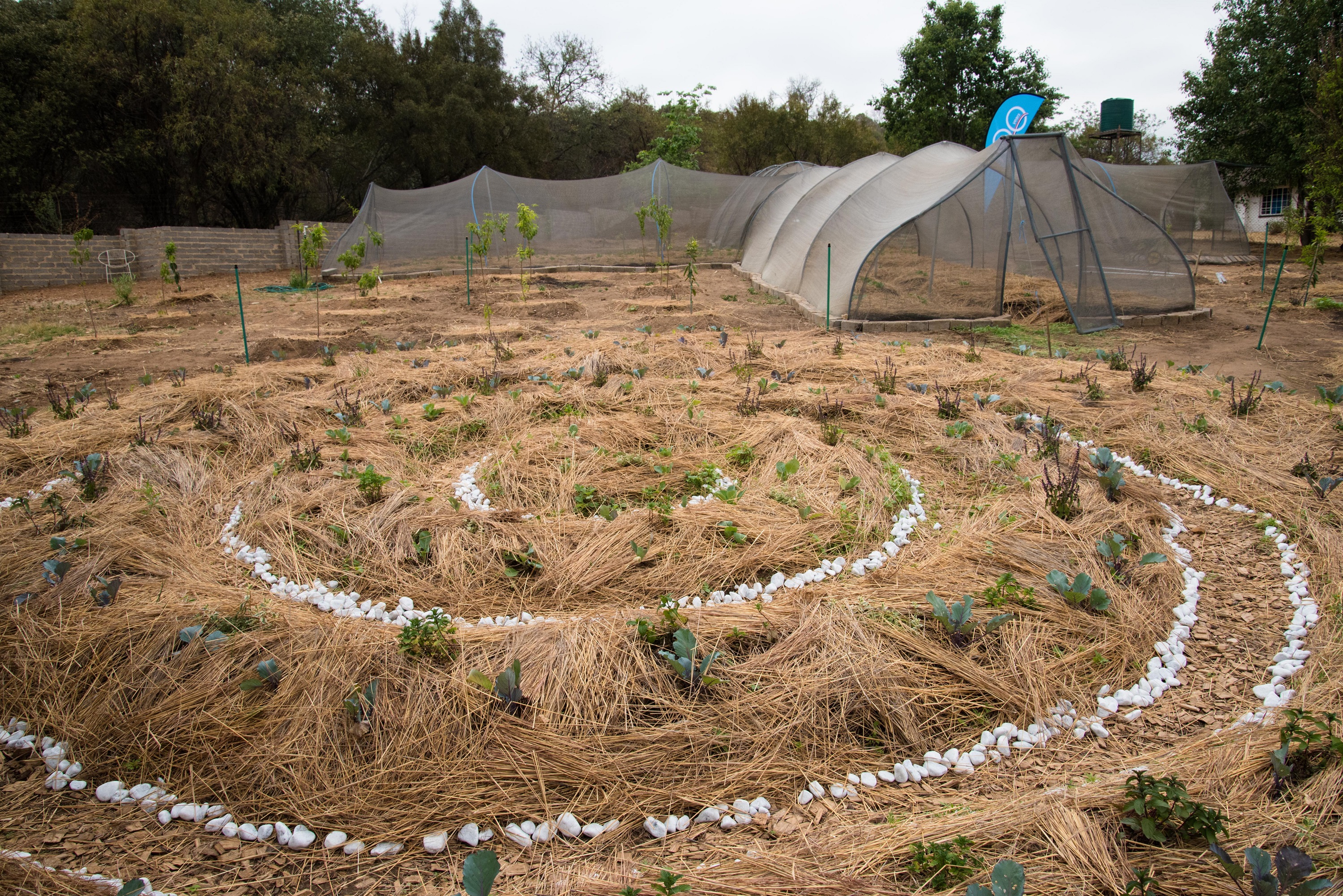 A Forest of the Future has just been planted in Johannesburg