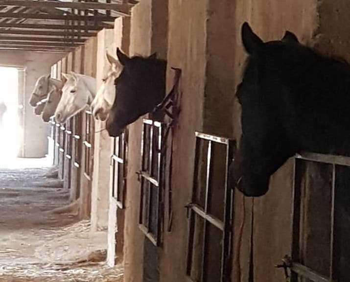 Horses