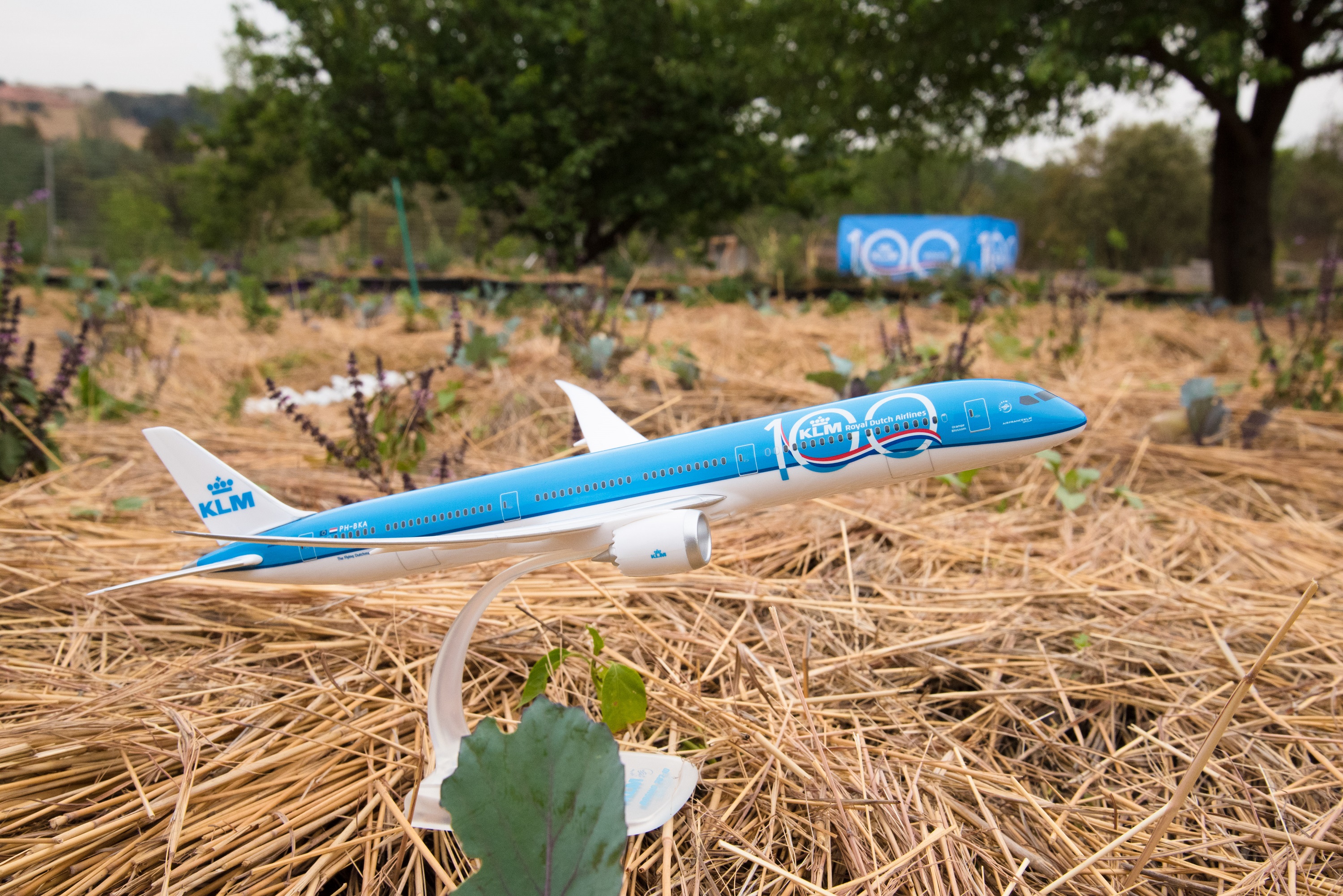 A Forest of the Future has just been planted in Johannesburg
