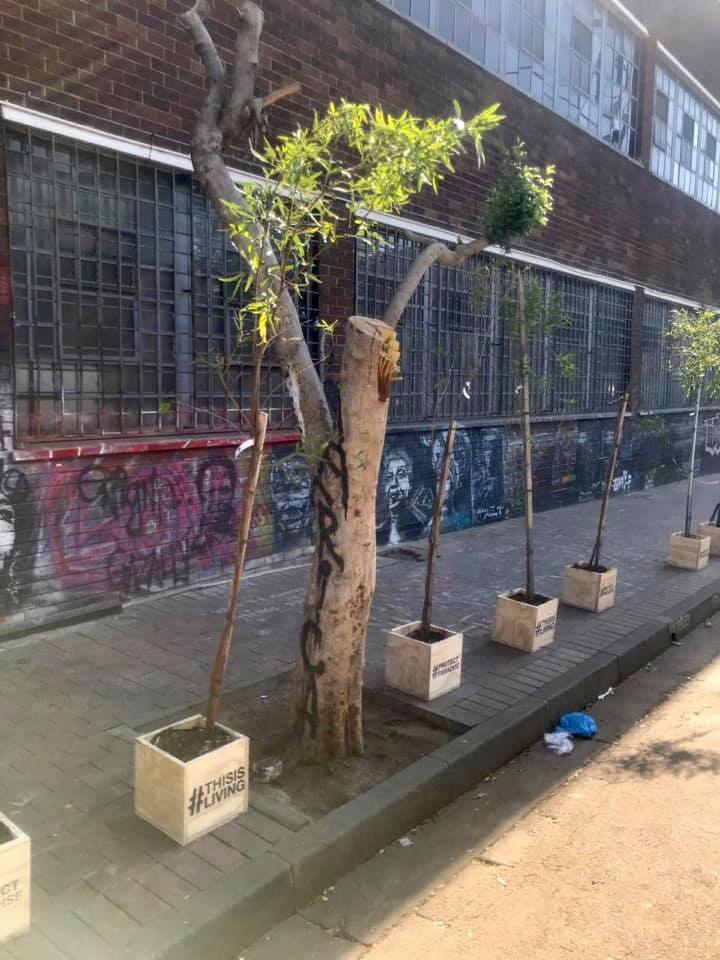 Someone planted new trees in the Joburg CBD last night after billboard company hacked the old ones down.