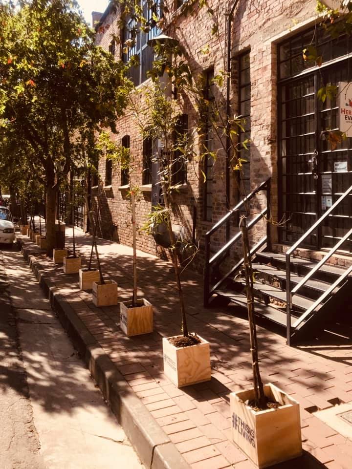 Someone planted new trees in the Joburg CBD last night after billboard company hacked the old ones down.