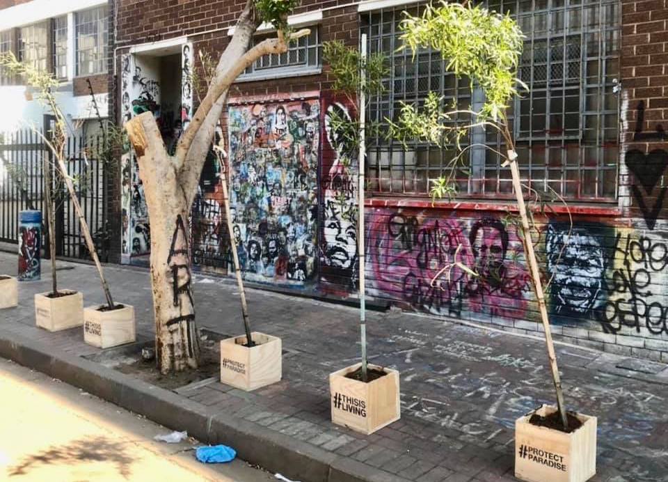 Amstel or Corona - Someone planted new trees in the Joburg CBD last night after billboard company hacked the old ones down.