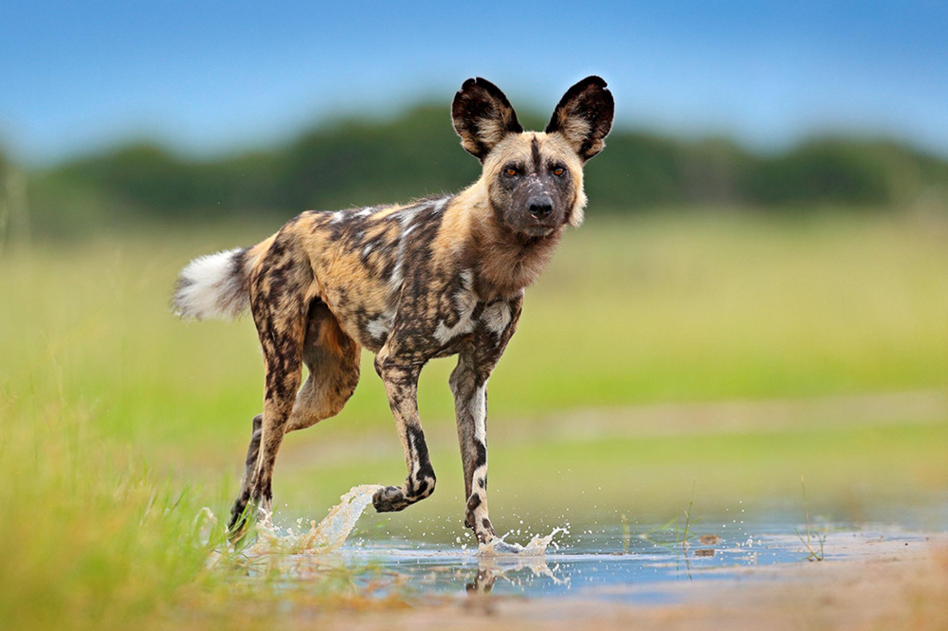 Wildlife Markets EWT celebrate the continent’s largest African Wild Dog reintroduction