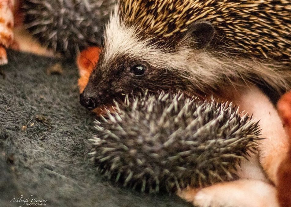 Hedgehogs