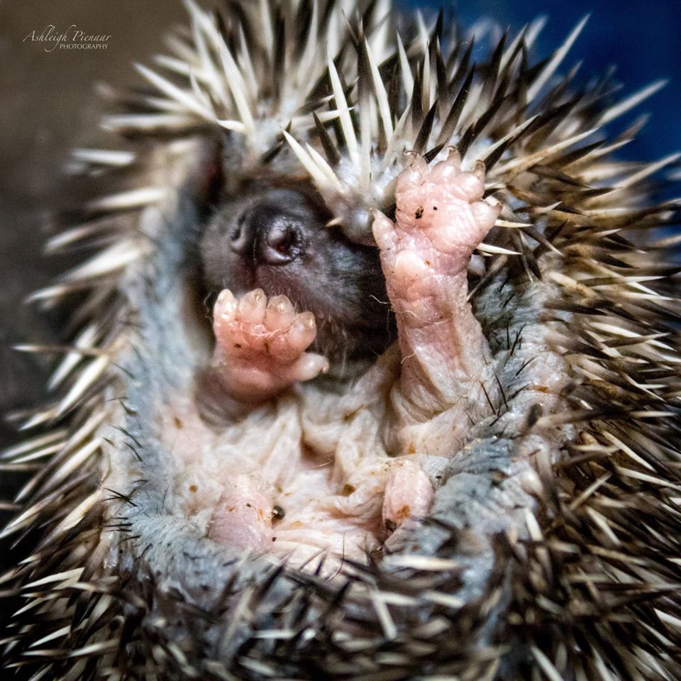 Hedgehogs