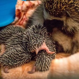 Hedgehogs