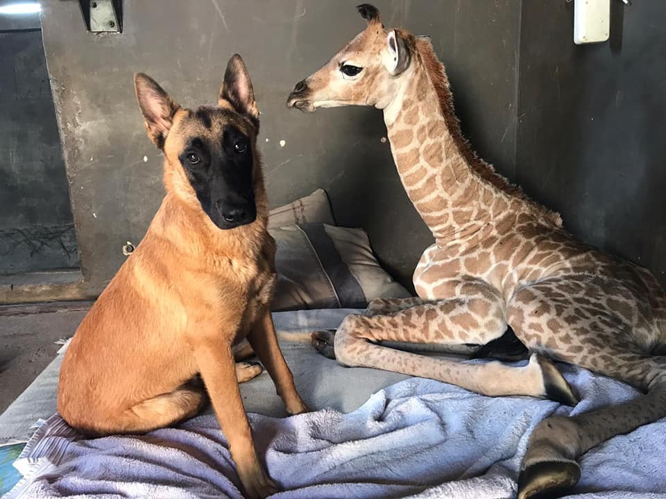 Giraffe