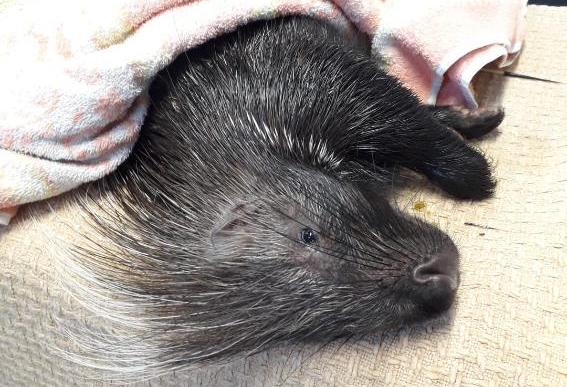 Percy the little Porcupine saved from an illegal snare!
