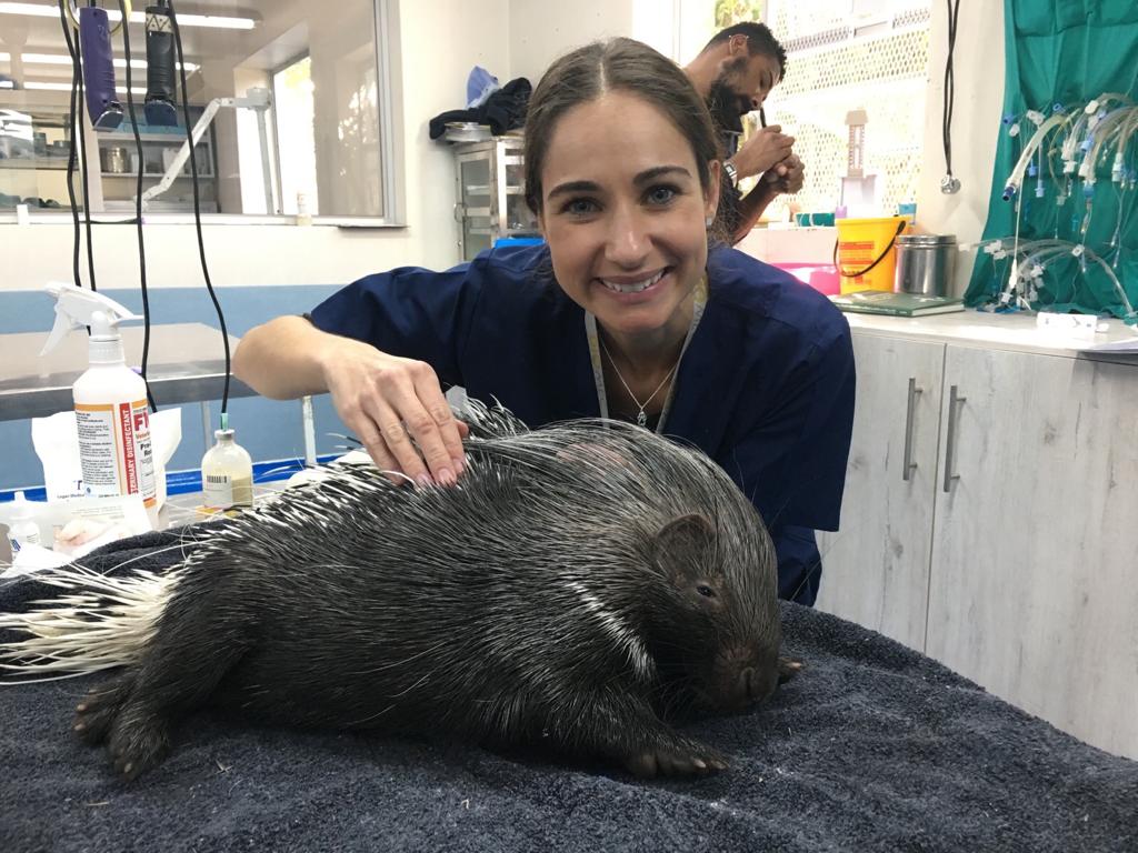 Percy the little Porcupine saved from an illegal snare!