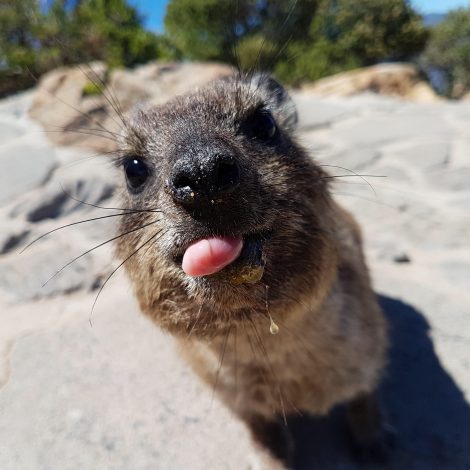 Bright lights and big cities: Little Dassie hitches a car ride for a little summer vacay!