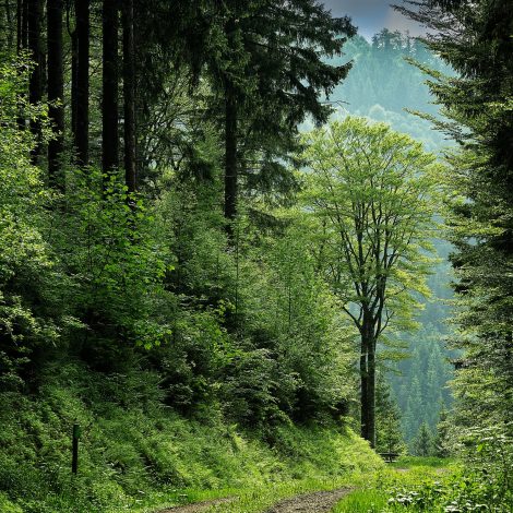 tree TeamTrees officially passes the goal of $20 Million to plant 20 Million trees