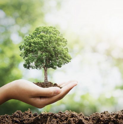 Trees Arbor Week Greenpop Team Trees officially passes the goal of $20 Million to plant 20 Million trees