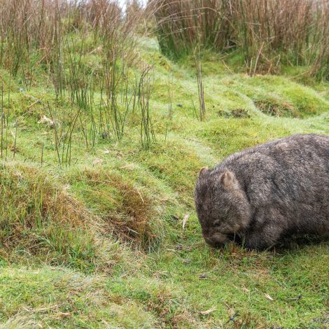 Wombats