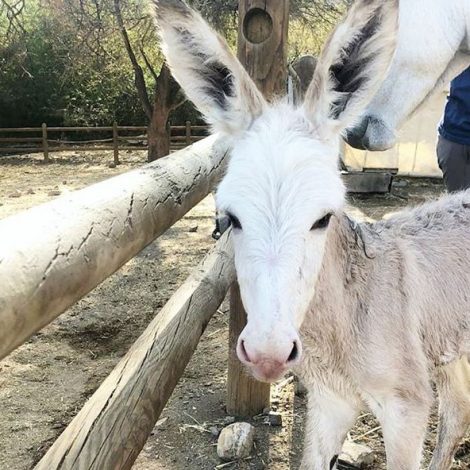 Donkey