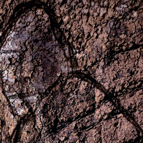 Is a "Bigfoot-Like-Being" living in the Knsysna forest?