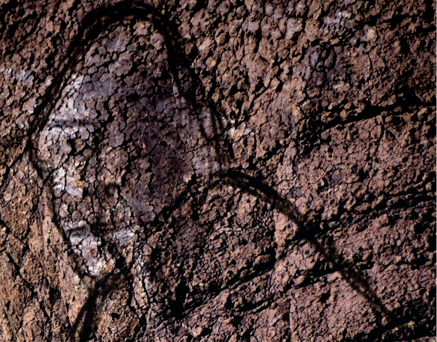 Is a "Bigfoot-Like-Being" living in the Knsysna forest?