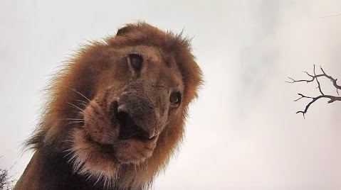 This is what happens when you leave a GoPro in the wild!