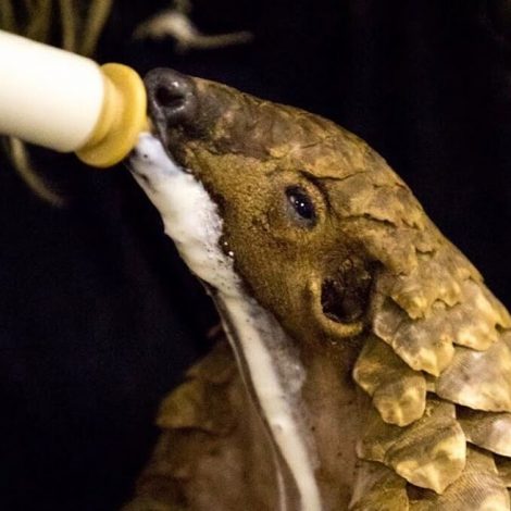 Local vet celebrates baby Pangolin's miraculous recovery!