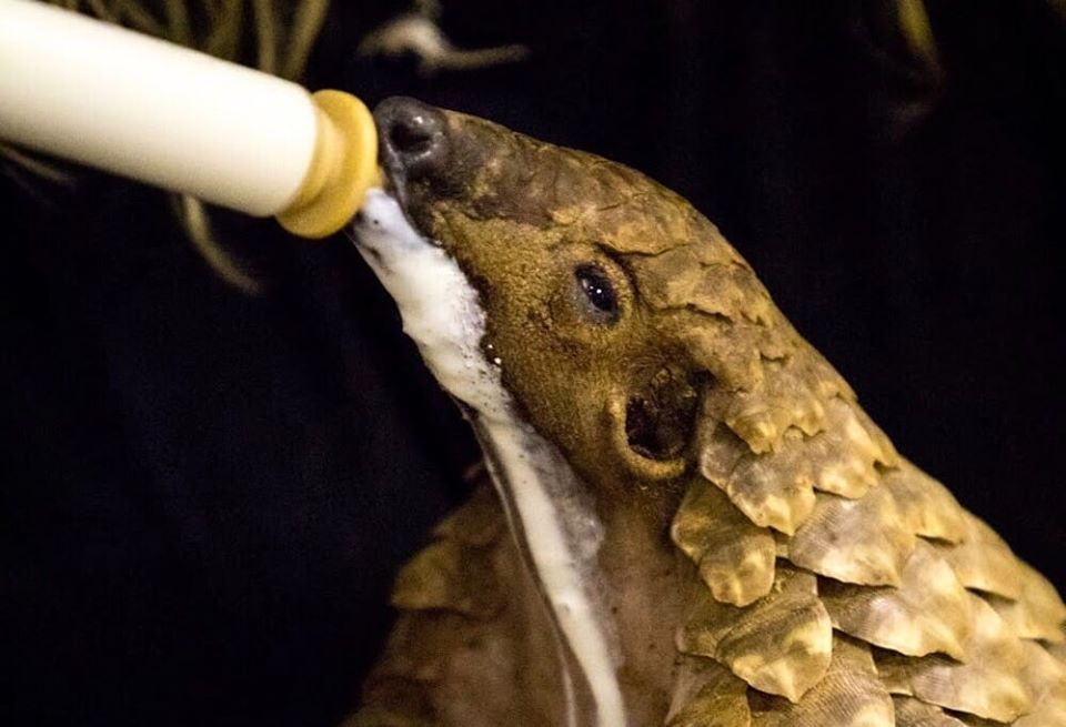 Local vet celebrates baby Pangolin's miraculous recovery!