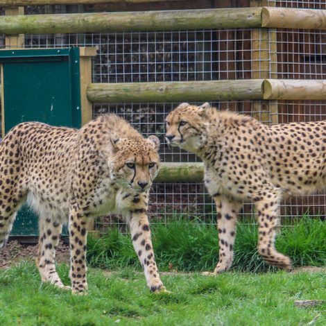 World First as Cheetah brothers are relocated from UK to South Africa