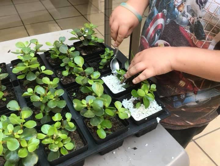 11-year-old has planted over 5000 Spekboom plants to save our planet!!!