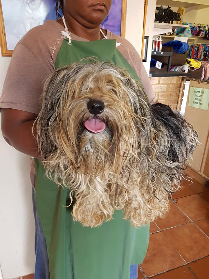 SPCA pamper, groom 41 rescued breeding dogs showing life can be filled with love!