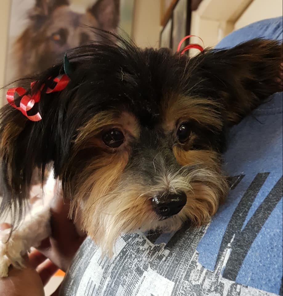 SPCA pamper, groom 41 rescued breeding dogs showing life can be filled with love!