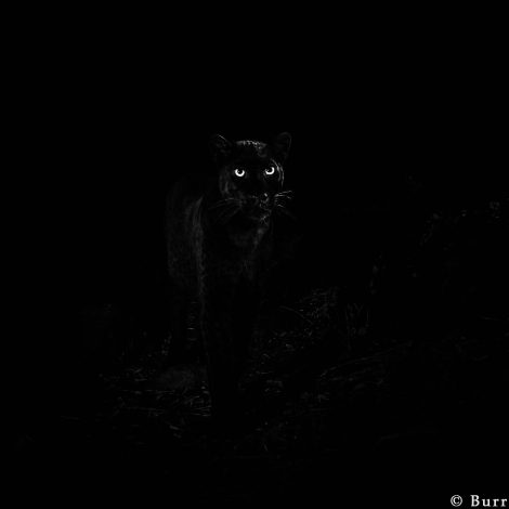 Rare sighting of Black Leopard causes great excitment in SA, now we wait!
