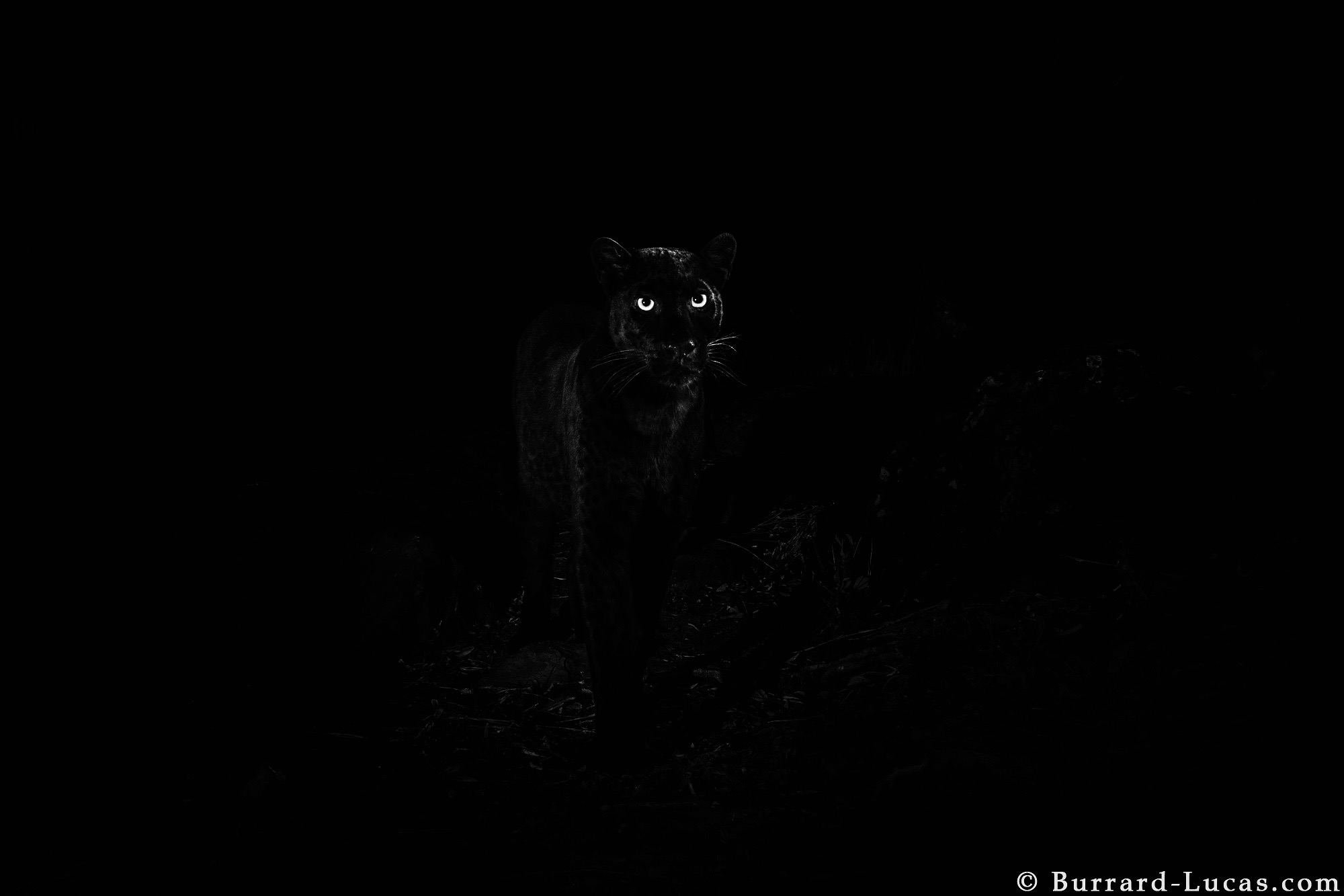 Rare sighting of Black Leopard causes great excitment in SA, now we wait!