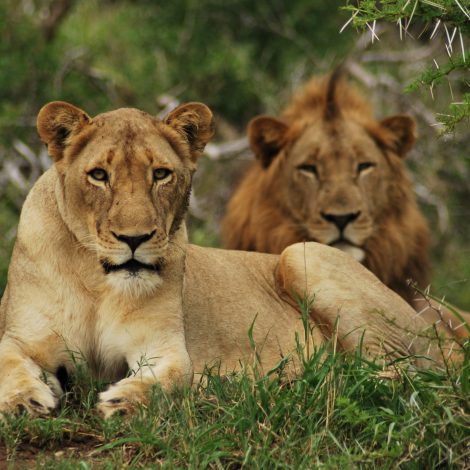 Breeding Blood Lions lion