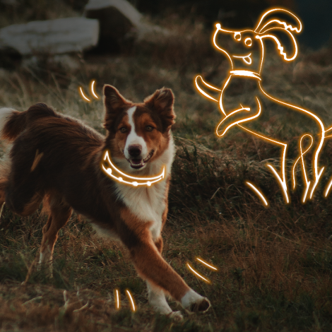 Night Walkies - Shortstraw to lead the pack at awesome one of a kind charity event!