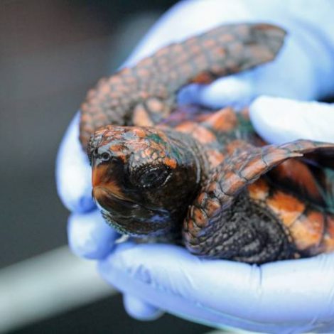 Adopt Turtle