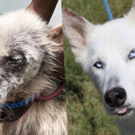 Kindness, time and love bring little Nellie back to life