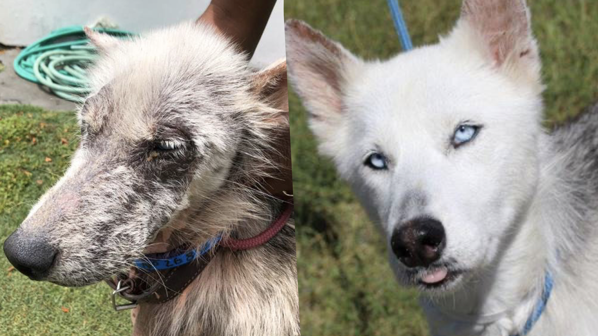 Kindness, time and love bring little Nellie back to life