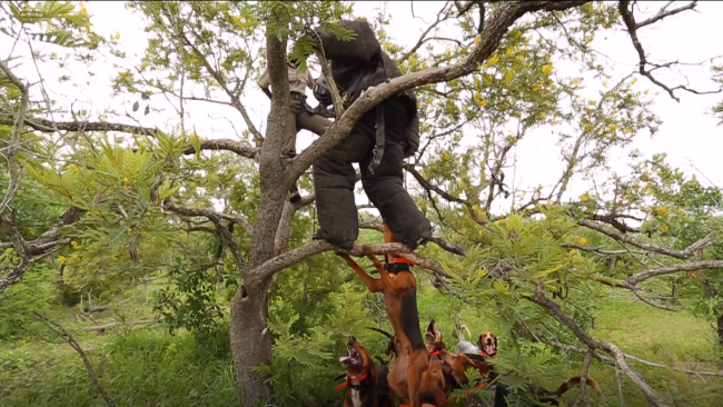 Meet the dogs being trained to combat poaching in South Africa
