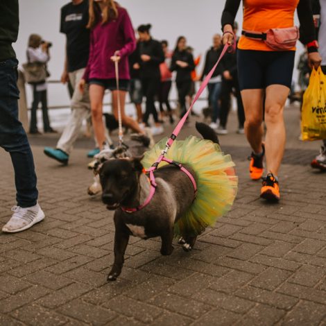 Over 300 dogs are taking to the Sea Point promenade