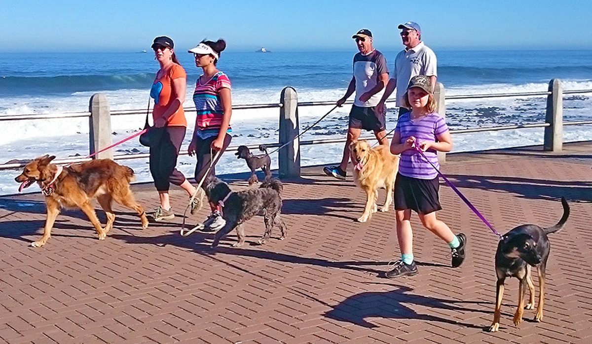 Over 300 dogs are taking to the Sea Point promenade
