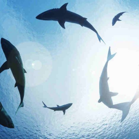 Sharks Attack - Campaign launched to save sharks and rays in South Africa