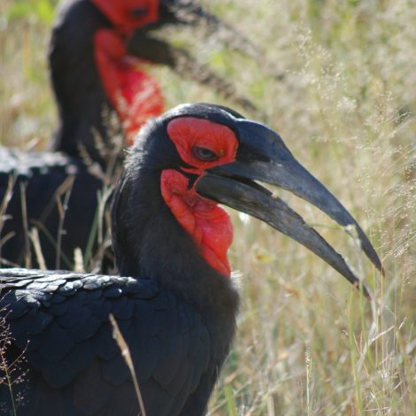 Bird Forestry