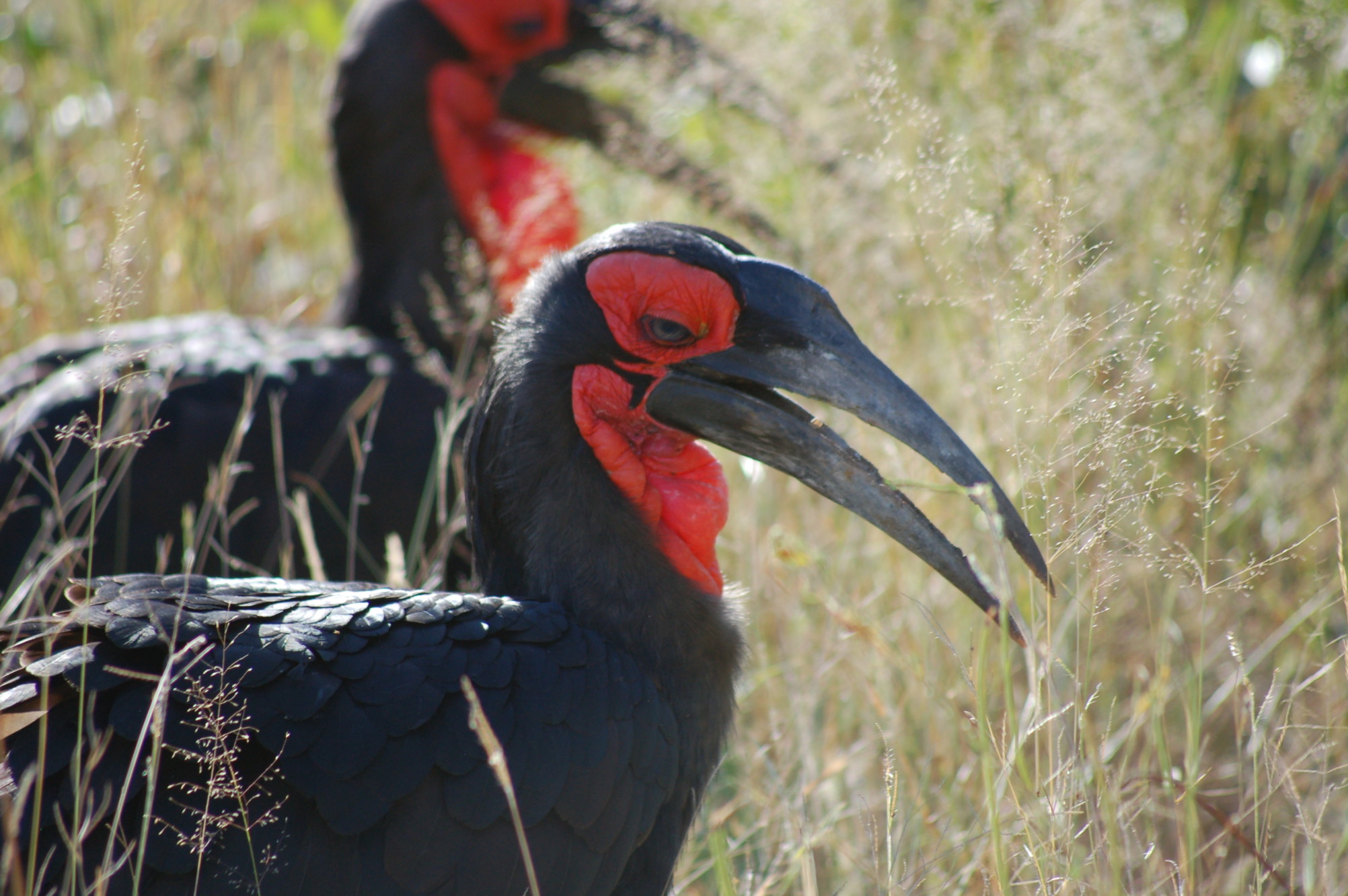 Bird Forestry
