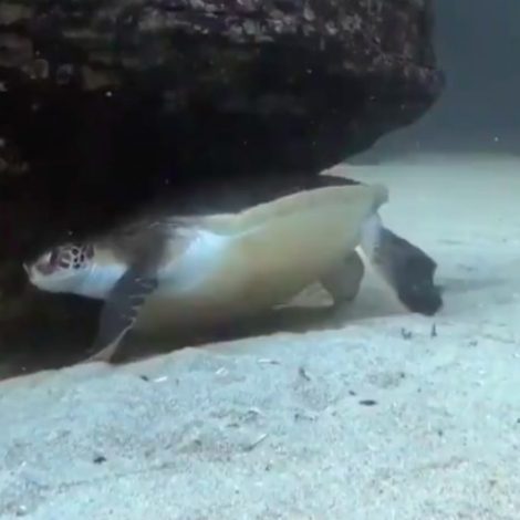 Turtle