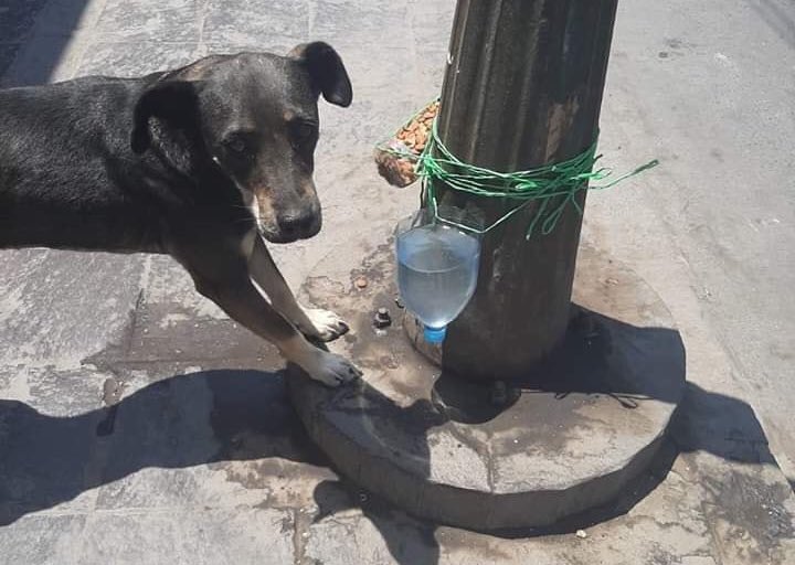 strays - South African shares inspirational idea to look after abandoned animals during lockdown!